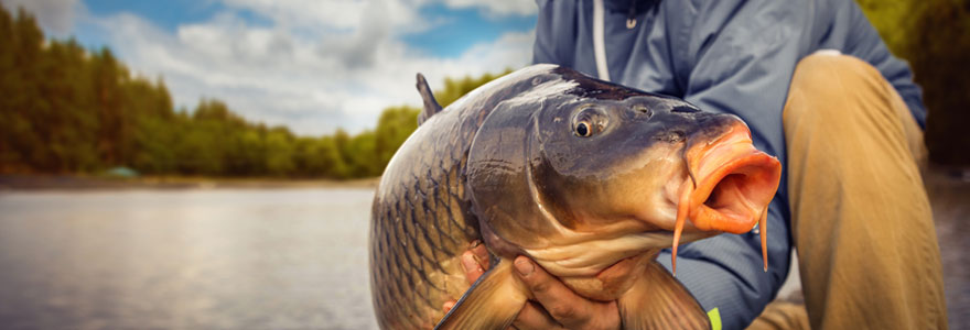 Equipement adapté pour pêcher la carpe